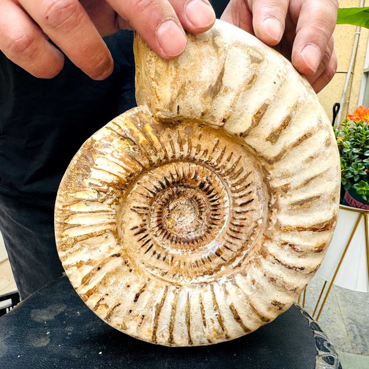 5.25LB Rare Large Natural Polished Natural Conch Fossil Specimens of Madagascar