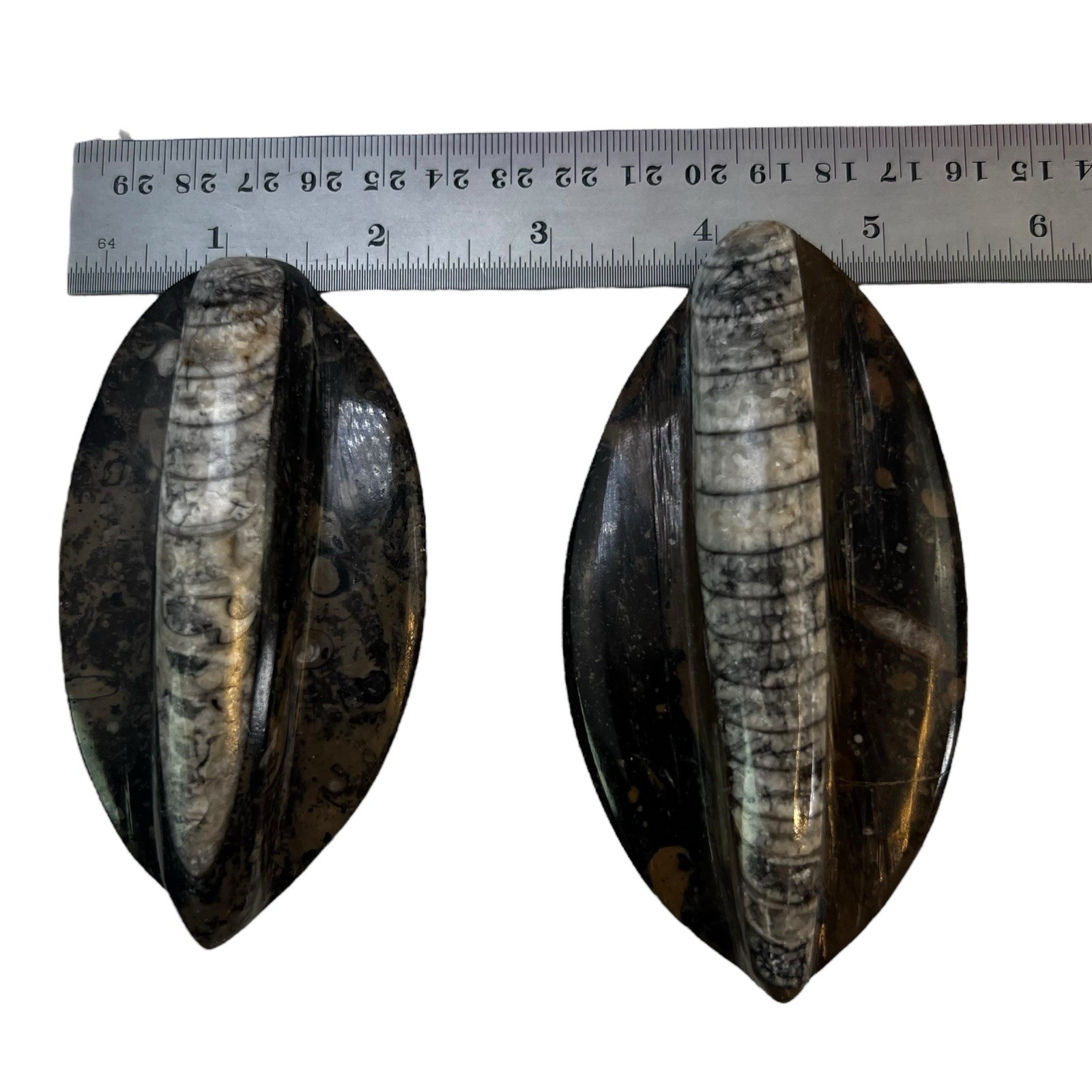 Lot of TEN Polished 400 Million Year Old Orthoceras Fossils Sm and Lg Morocco