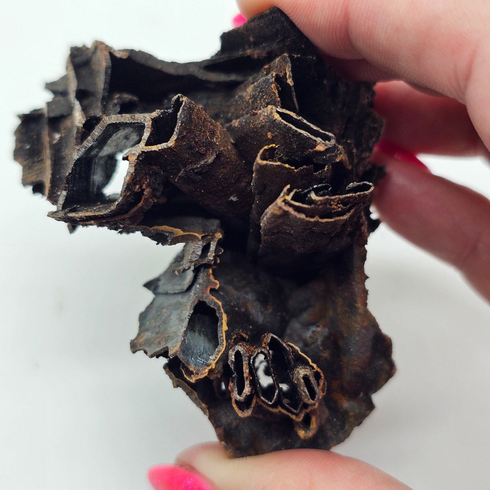 Goethite and Limonite Epimorphs of Gypsum Selenite Santa Eulalia, Mexico