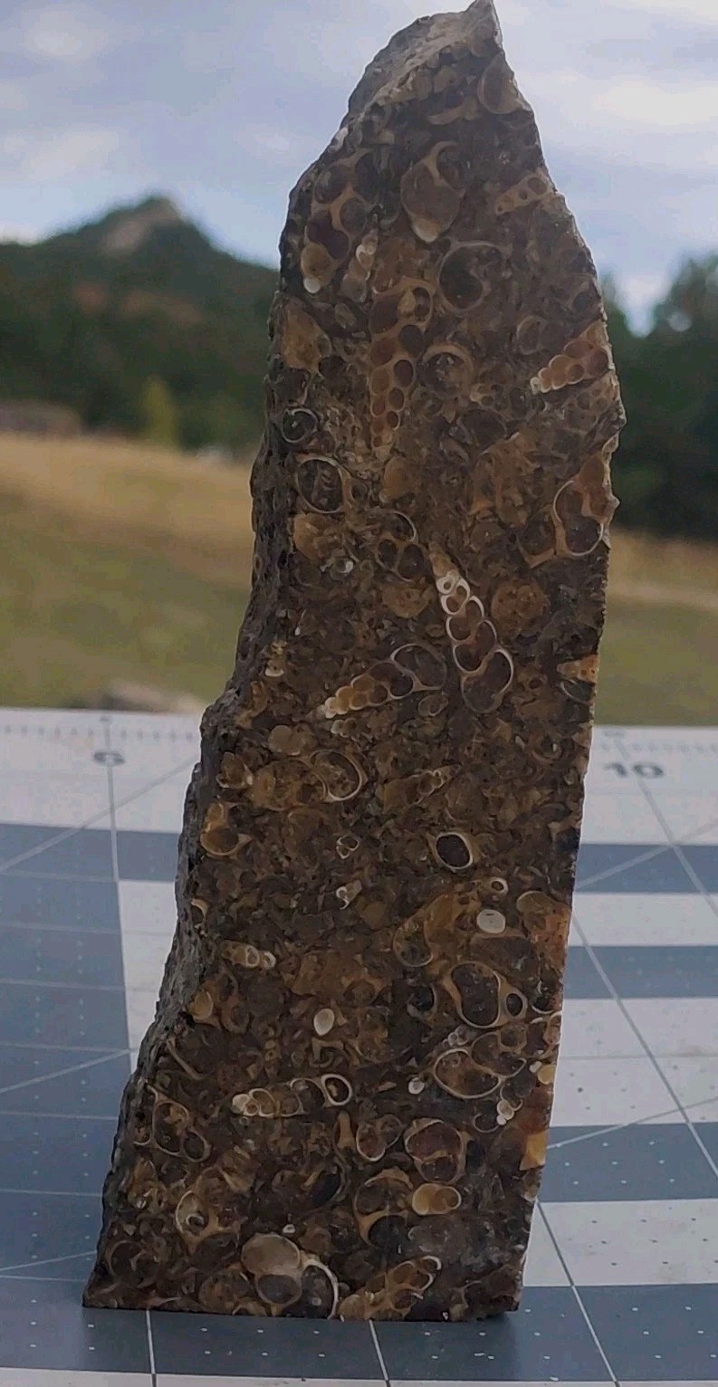 1 lb Turritella Agate Cross Section Snail Fossils Slabbed 4 Sides 5 3/4″ Wyoming