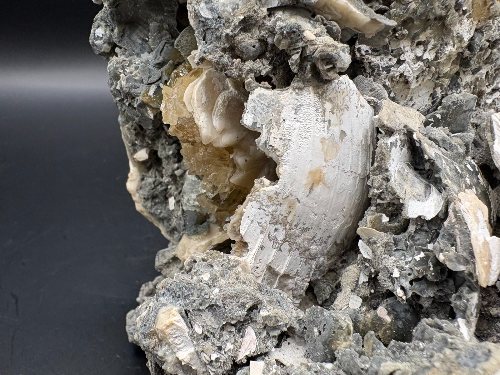 Premium Calcite Clam Fossil Cluster 8″ in Matrix – Cut Display Base – OTS