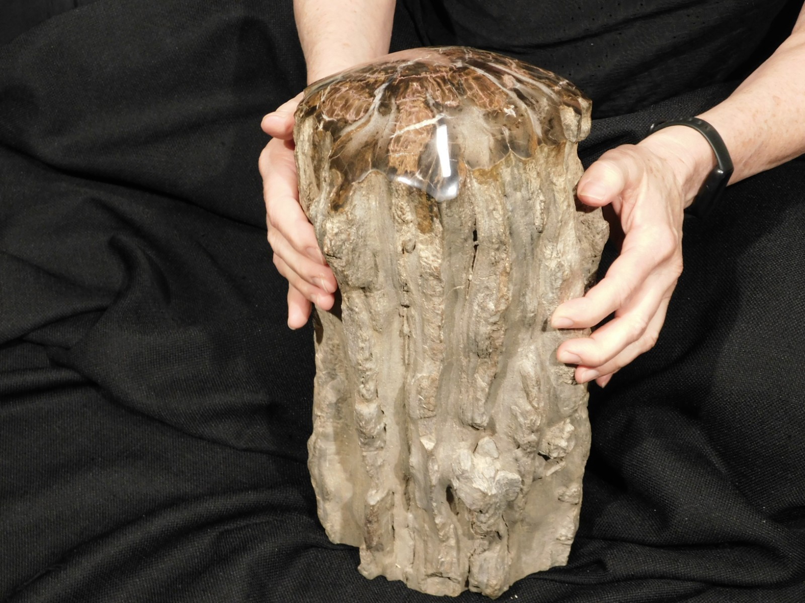 wOw! HUGE Dome Polished Petrified WOOD ROLLER Fossil Free Standing Arizona