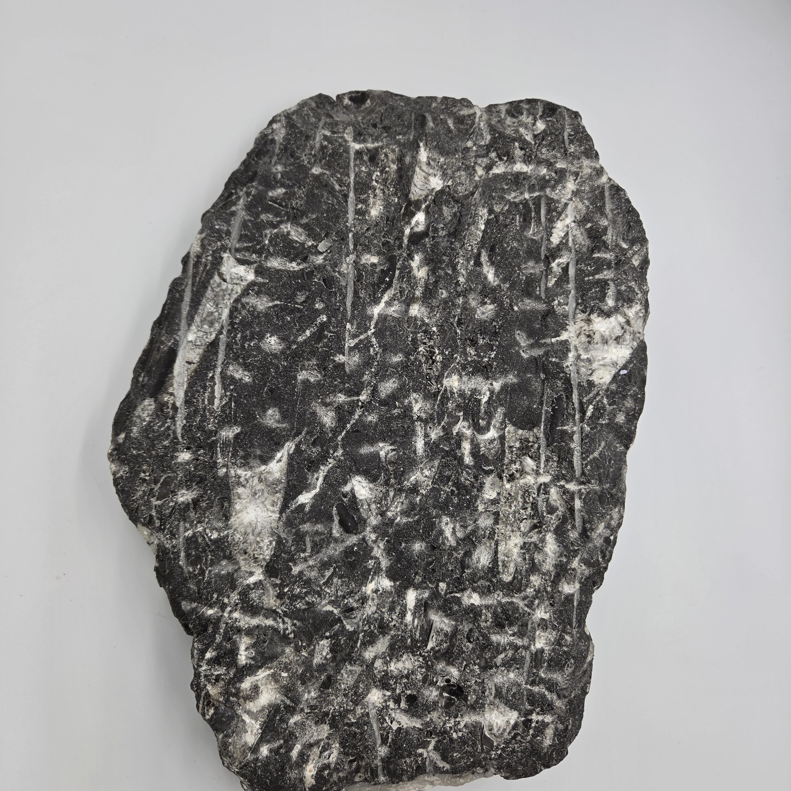Large 15″ Polished Orthoceras Fossil Plate Black Limestone Morocco Display…