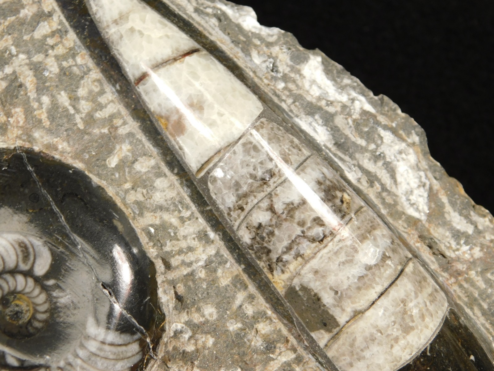 Polished Goniatite and Orthoceras Fossils in Big FREE Standing Matrix! 1686gr