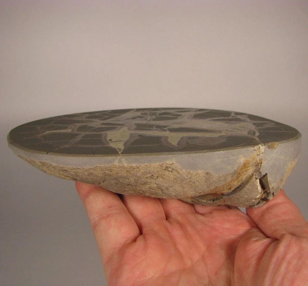 6″ Polished SEPTARIAN GEODE End Slab – Utah – 1.7 lbs.