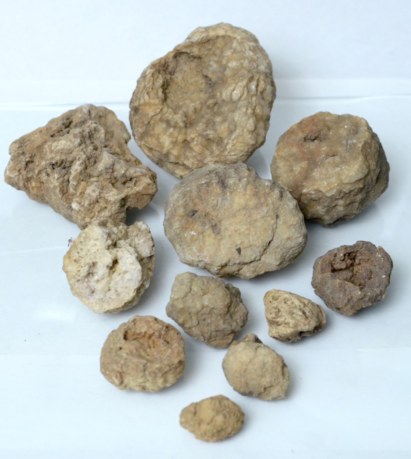 Lot of Kentucky Beekite Geodes | Unique Botryoidal Chalcedony