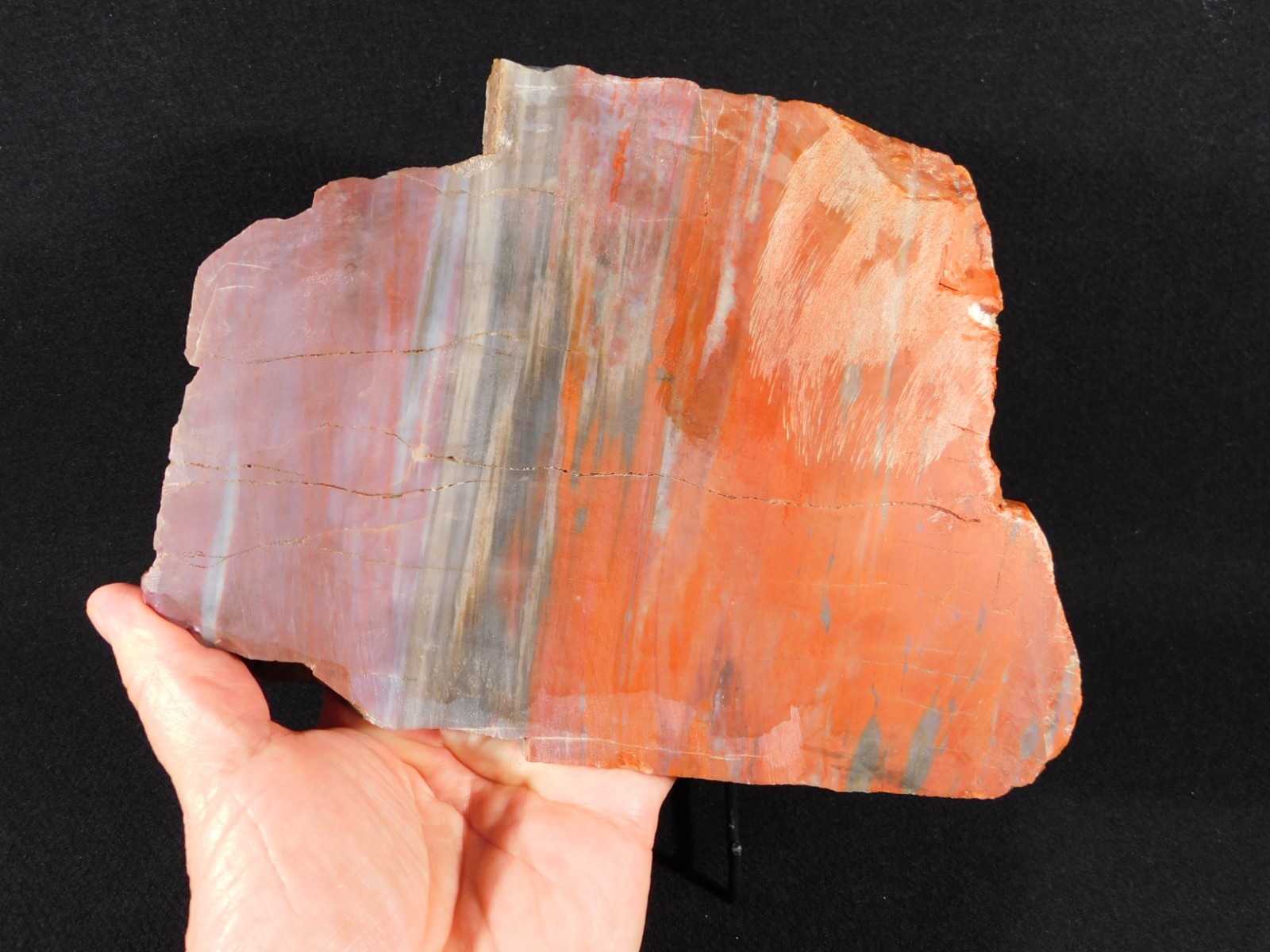 Big! Colorful Polished Petrified WOOD RAINBOW Fossil Slab Arizona 1393gr