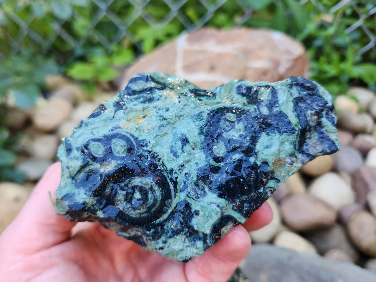 4.5 lbs Kambaba “Crocodile” Jasper – 5 Pieces – Ideal for Lapidary or Tumbling