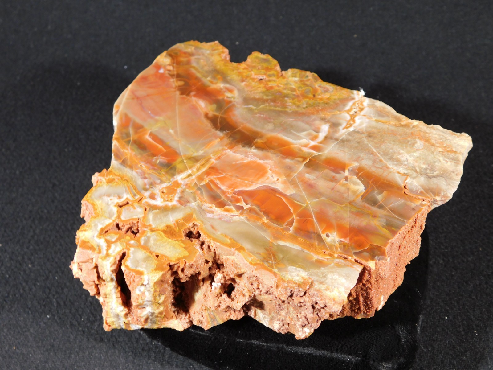 Larger! Colorful Polished Petrified WOOD RAINBOW Fossil Slab Arizona 1135gr