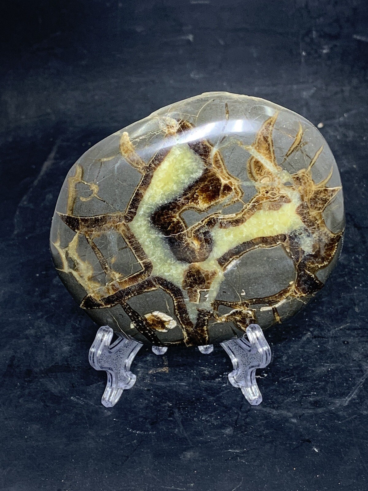 Septarian Nodule, Dragon Stone,End cut ( Utah ), Description Card, stand