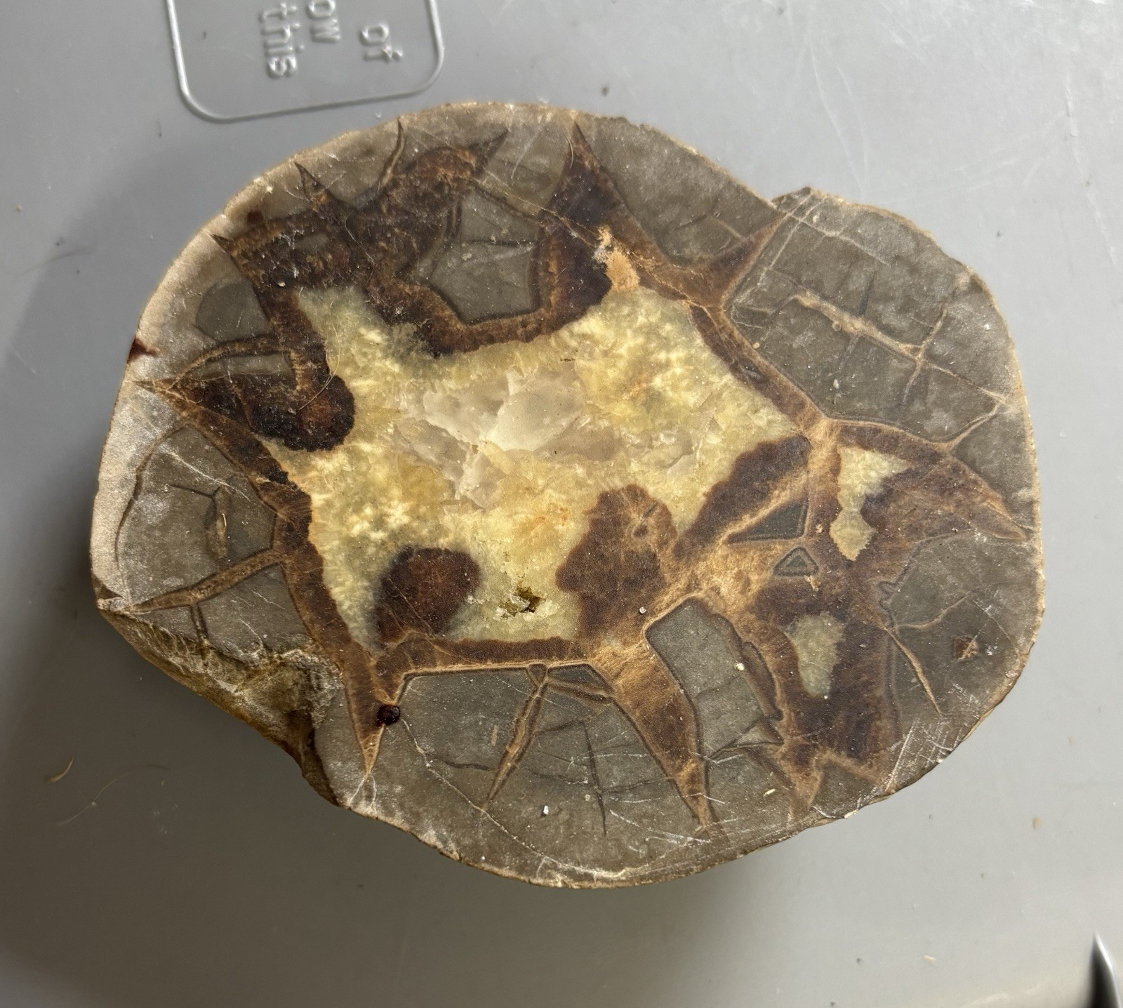 Septarian Nodule Slab Stone Rock Mineral Utah Specimen Yellow Crystals