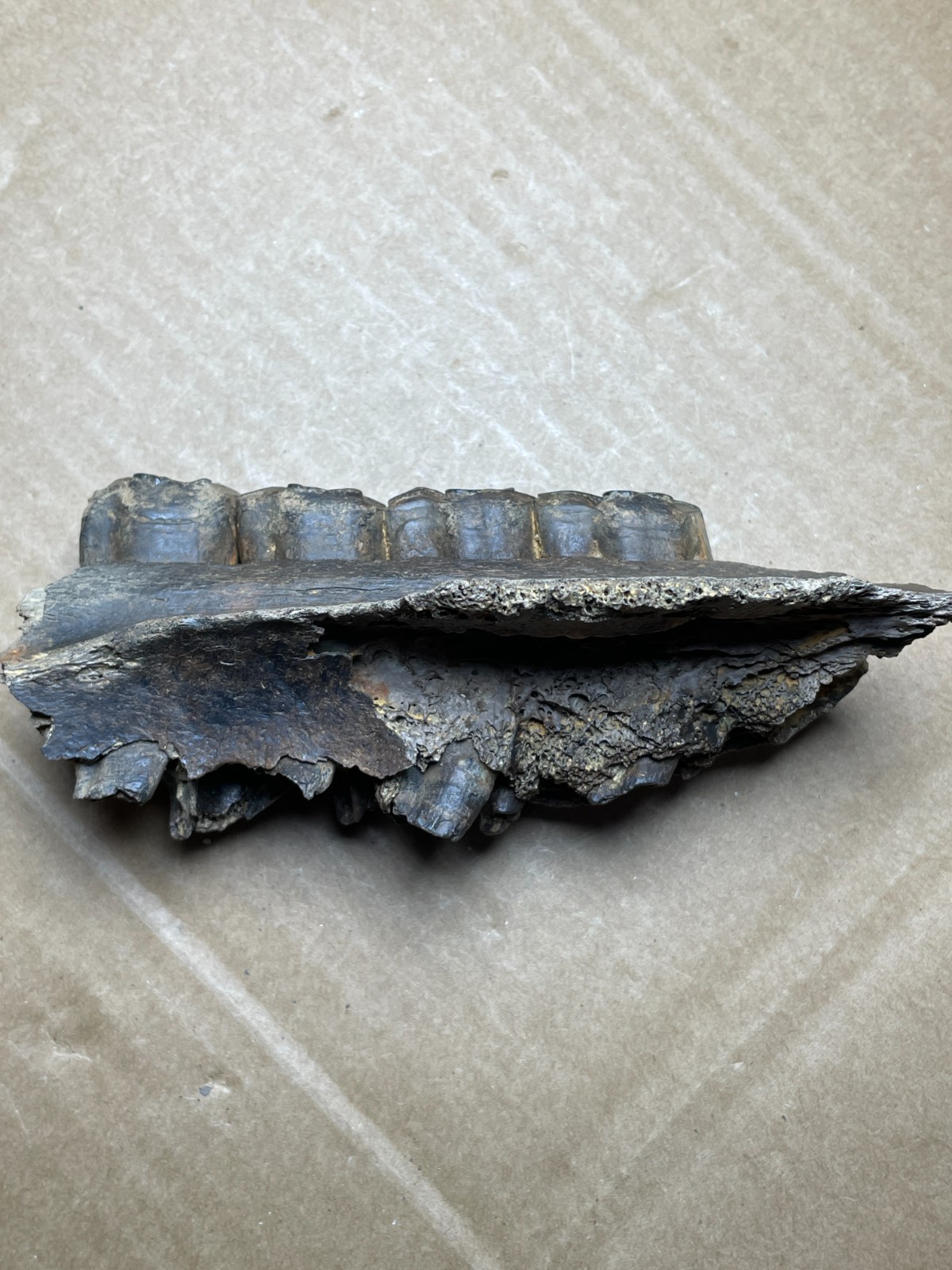 300g Beautiful Ice Age tooth collection