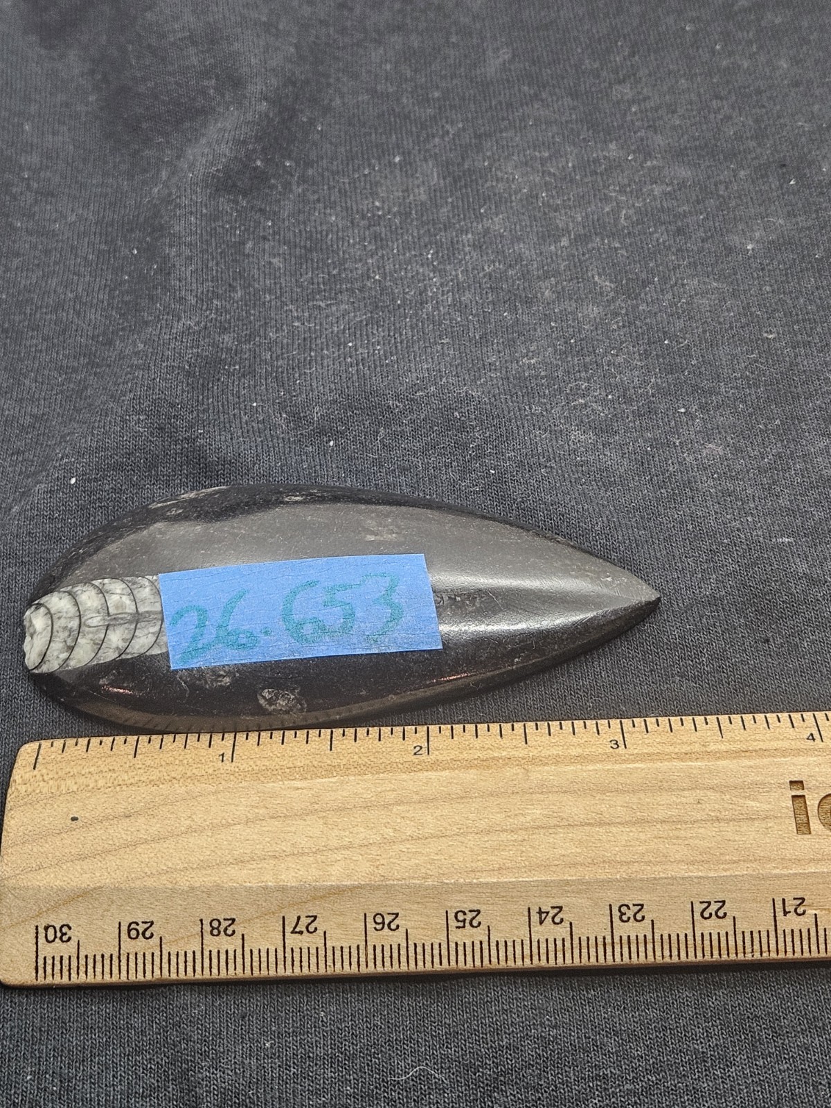 Polished Orthoceras Fossil Palm Stone – Morocco – Devonian Era Cephalopod