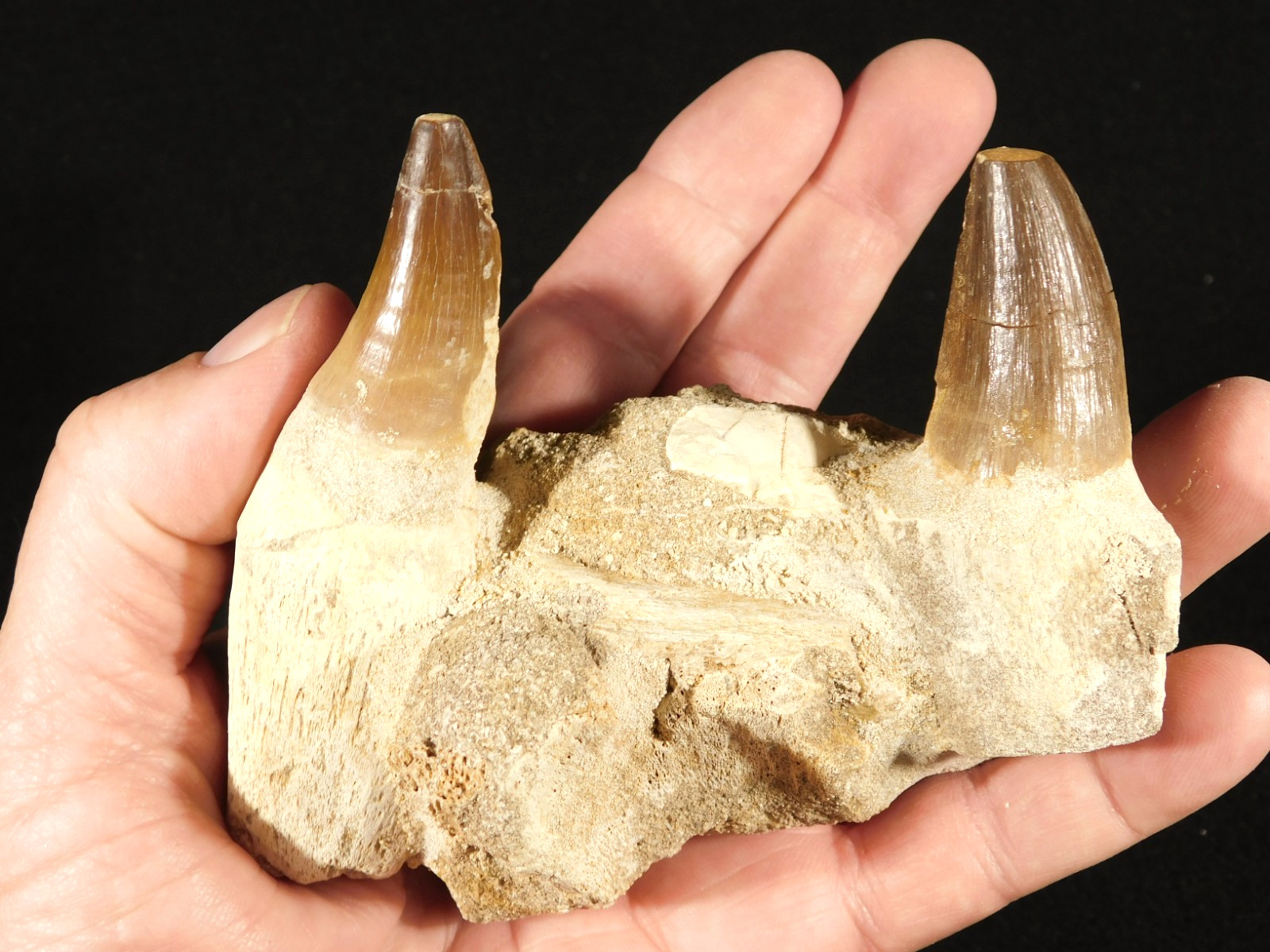 Mosasaurus JAW Bone Fossil with TWO TOOTH Fossils and Stand Morocco 258gr
