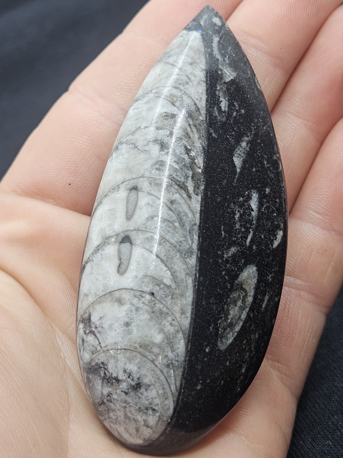 Polished Orthoceras Fossil Palm Stone – Morocco – Devonian Era Cephalopod