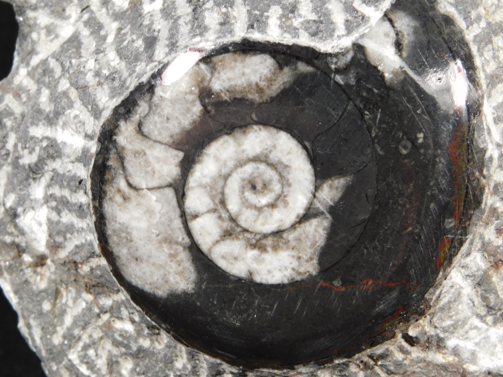 TWO! Polished Goniatite Fossils and an Orthoceras Fossil in Big Matrix 1441gr