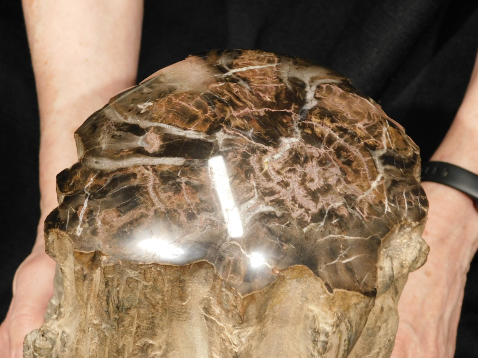 wOw! HUGE Dome Polished Petrified WOOD ROLLER Fossil Free Standing Arizona