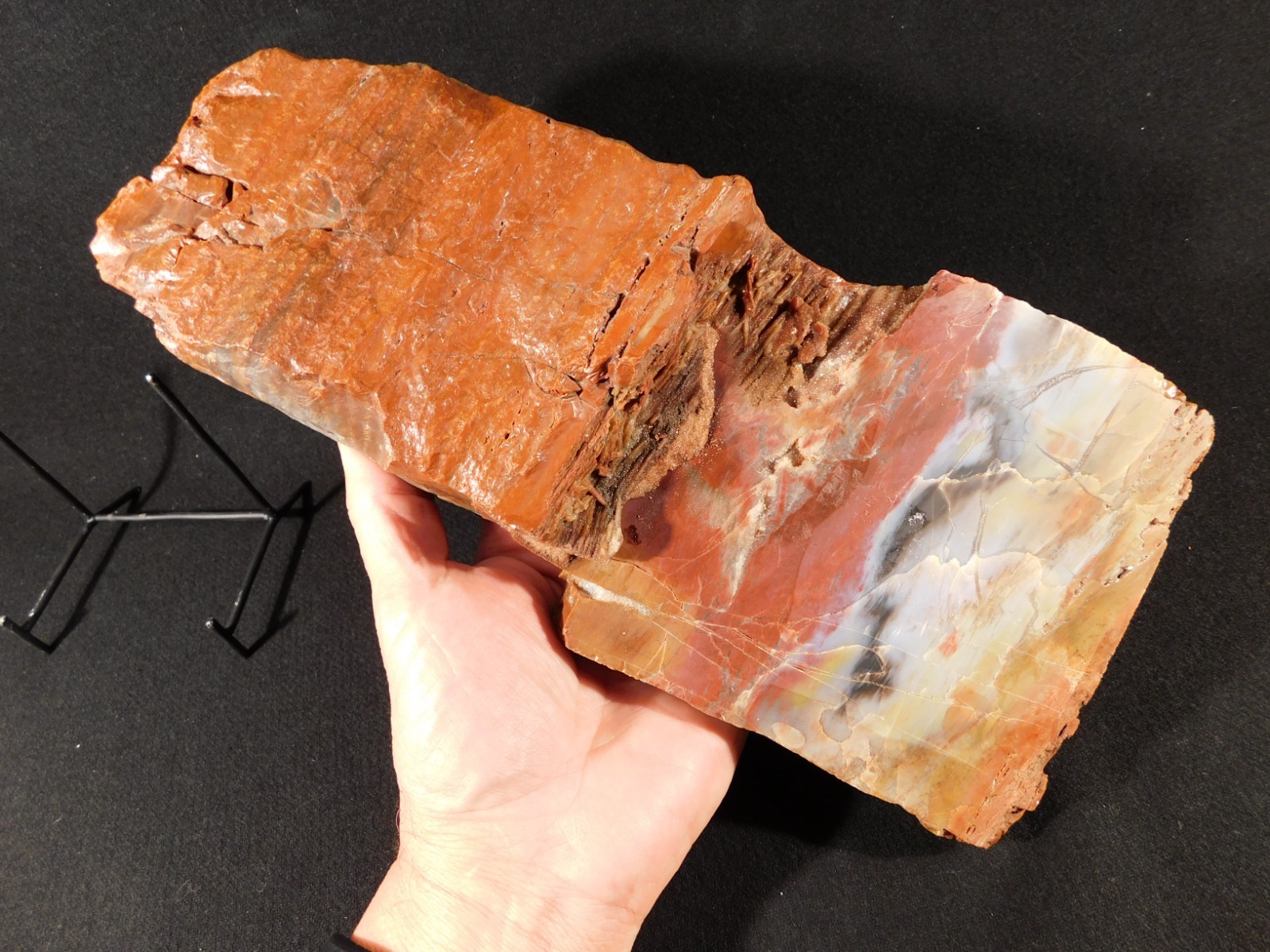Nice BARK! BIG Polished Petrified RAINBOW WOOD Fossil Arizona 2313gr