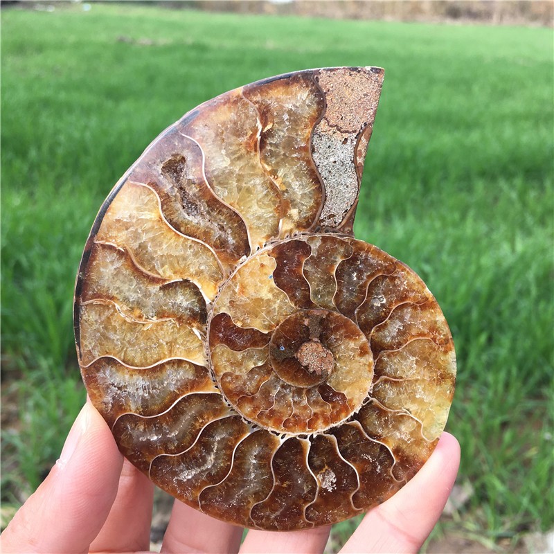 200g+ Top! Natural Ammonite Fossil Conch Crystal Specimen Healing+stand 1PC