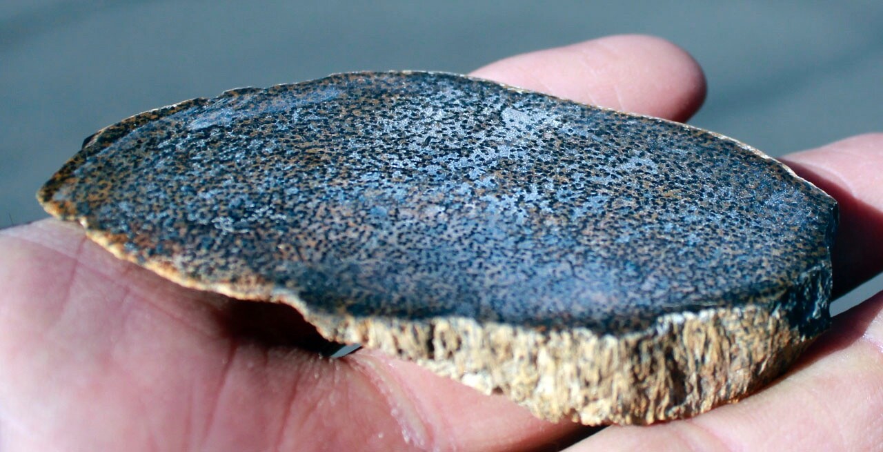 Petrified Palmwood • 2.0 oz. • Juab County, Utah