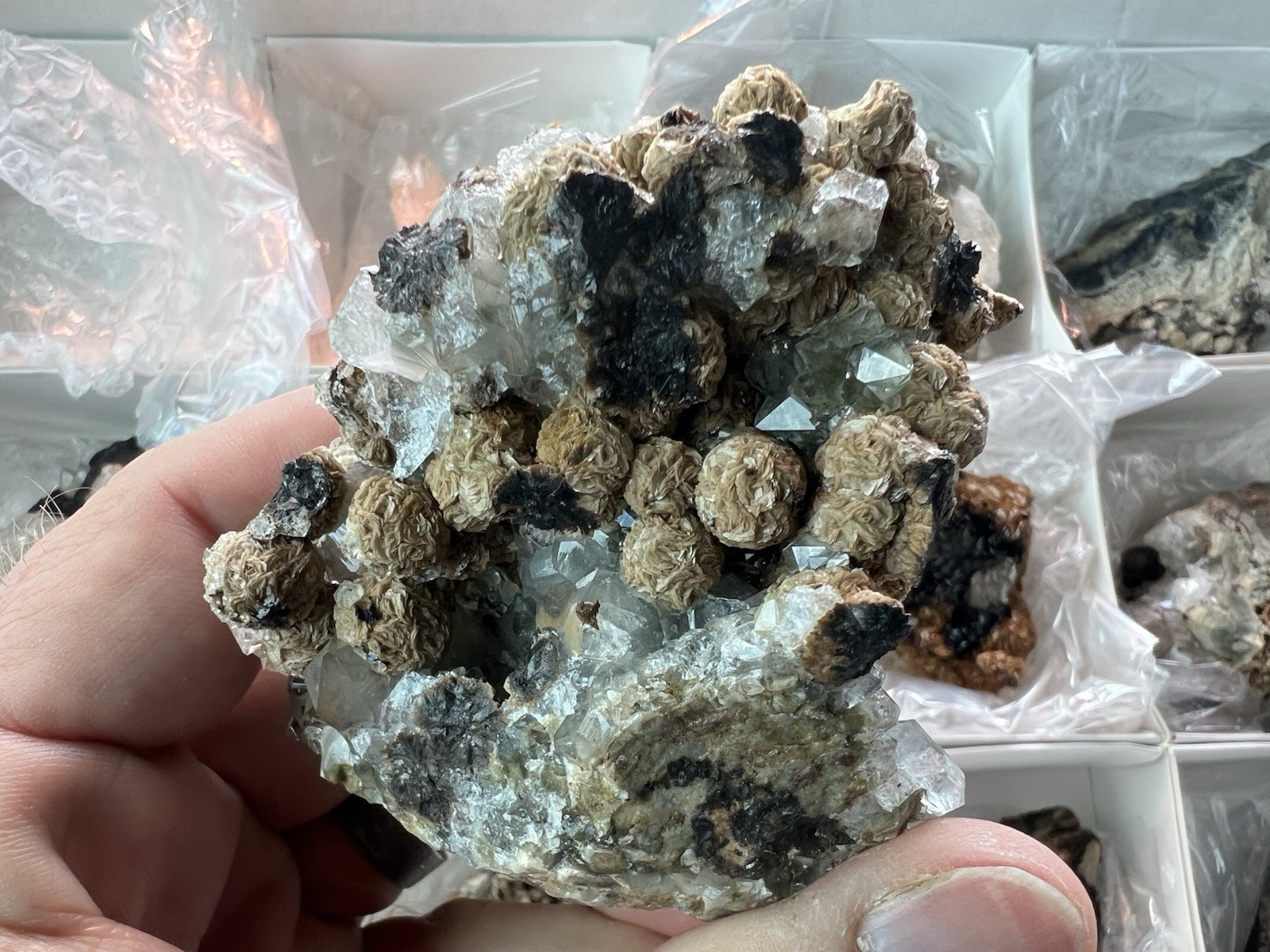 12 Quartz & Siderite Specimens – Potosí Mine, Santa Eulalia, Chihuahua, Mexico