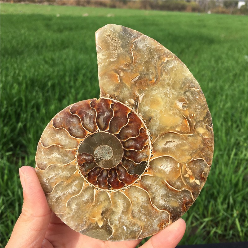 200g+ Top! Natural Ammonite Fossil Conch Crystal Specimen Healing+stand 1PC