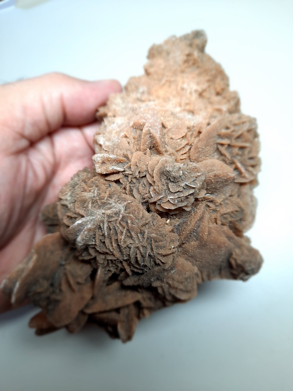 LARGE DESERT ROSE GYPSUM 6 1/4 x 3 1/2 x 2 1/4 Rock Mineral Crystal Stone