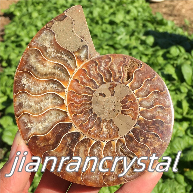 Natural ammonite fossil conch Crystal specimen healing+stand 1PC 200g+