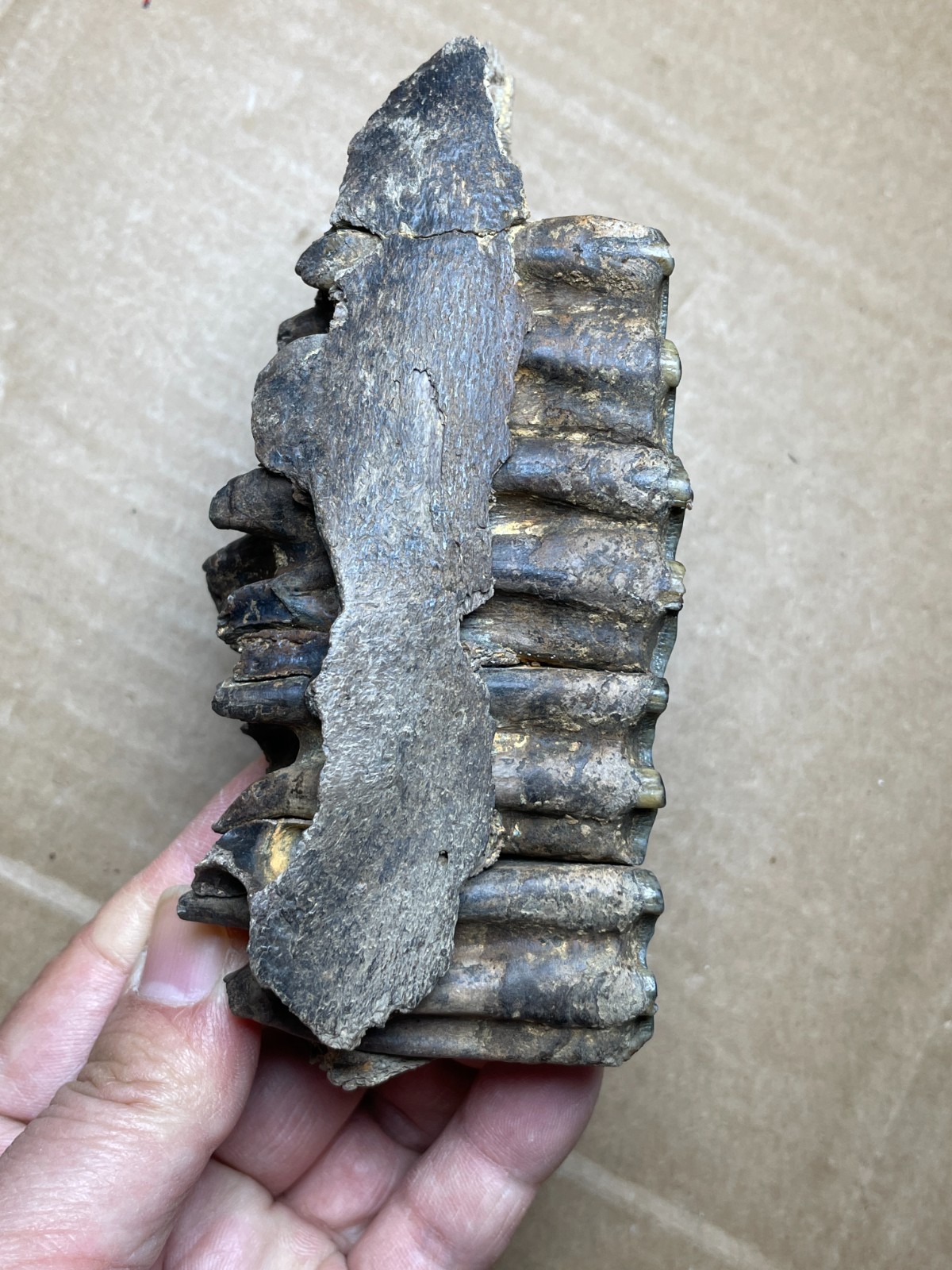300g Beautiful Ice Age tooth collection