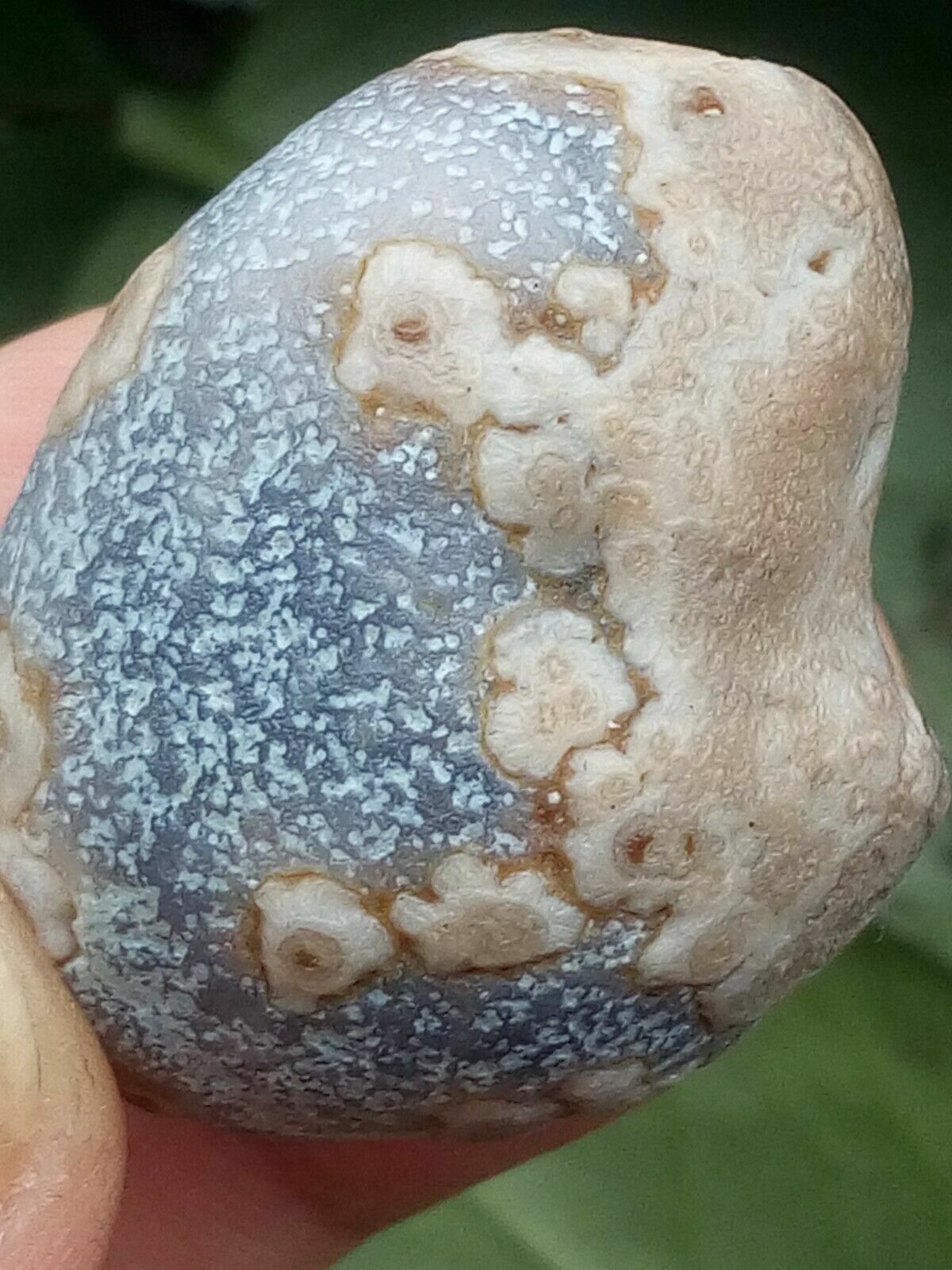 36mm Natural Gobi agate eye agate/stone,Suiseki-viewing collection china