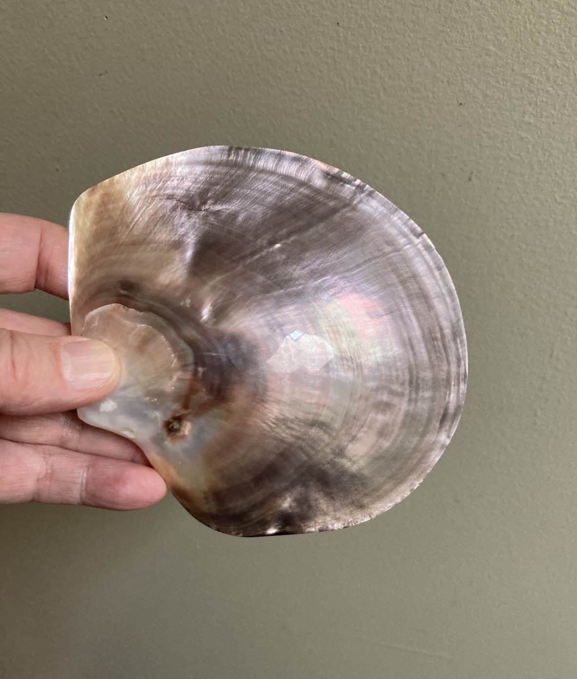 Rare Pinctafe Margaritifera , Pearl Shell, Black Lipped Pearl, 5.25” X 5”, 75 G