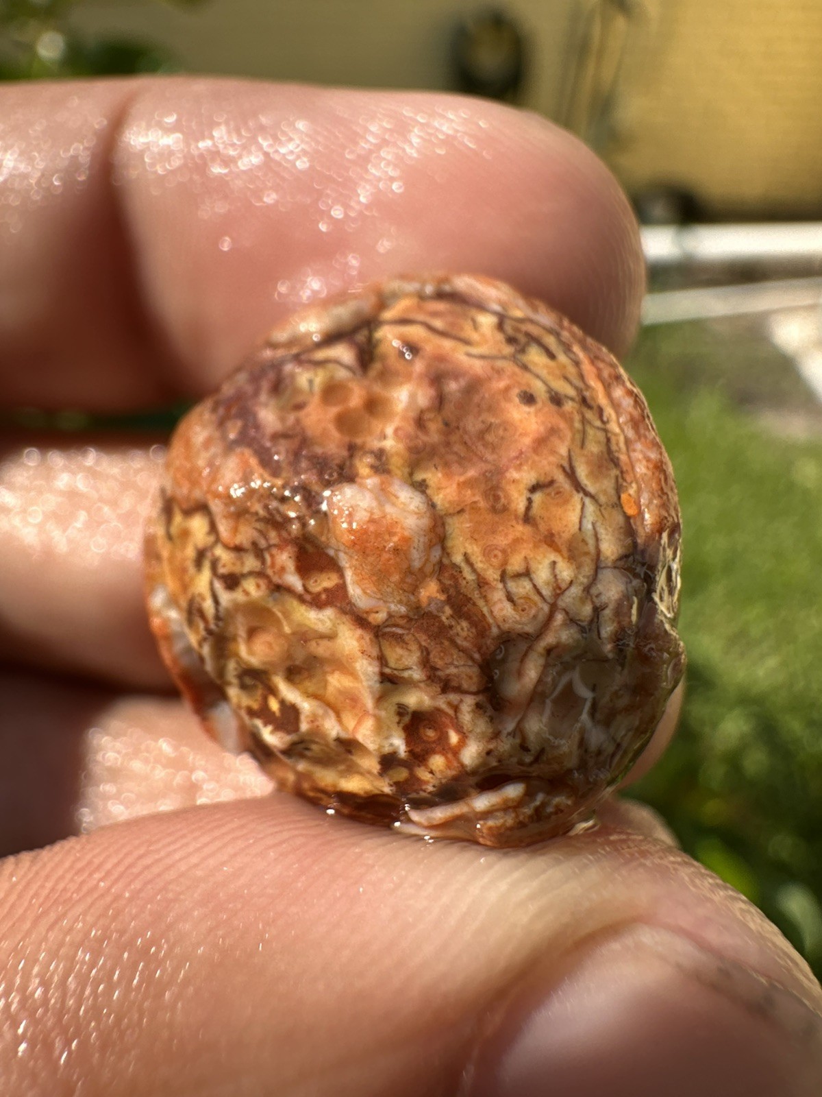 1.75 oz Lake Superior Agate Lapidary Lot 5 Multicolor Beauty’s