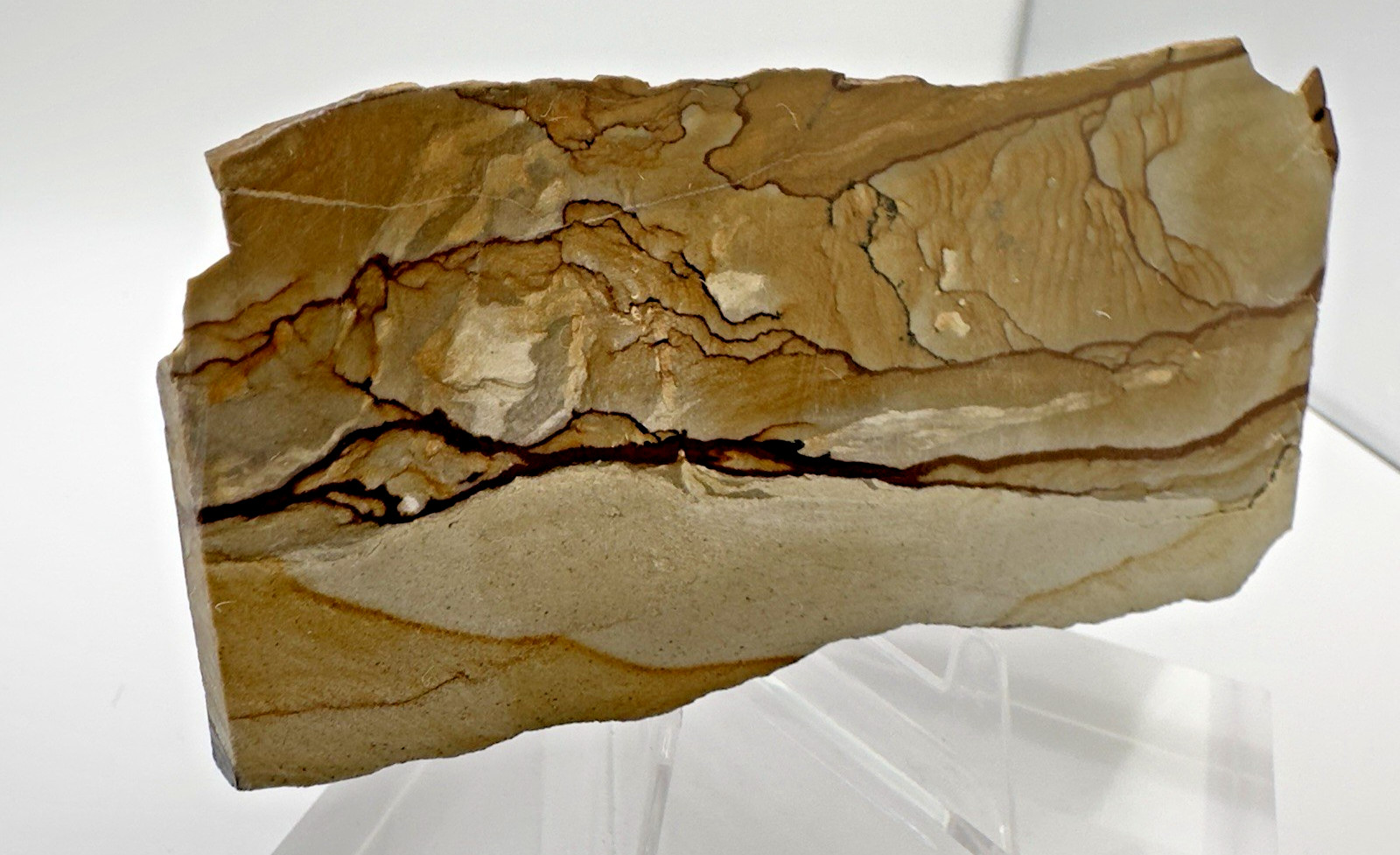 2) Rare Polished Ohwlee Picture Jasper Slab 5.25″ Display Specimen 2.8 oz
