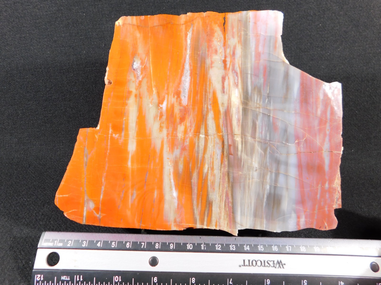 Big! Colorful Polished Petrified WOOD RAINBOW Fossil Slab Arizona 1393gr
