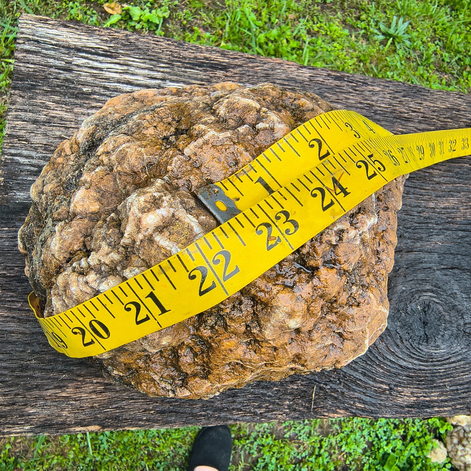 Large Kentucky Geode Natural Unopened Crystal Geode Collector Specimen