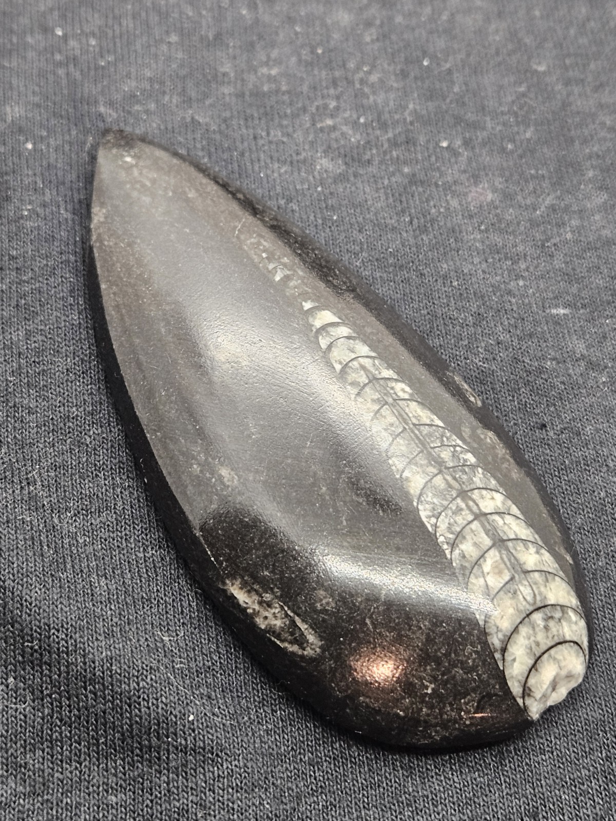 Polished Orthoceras Fossil Palm Stone – Morocco – Devonian Era Cephalopod