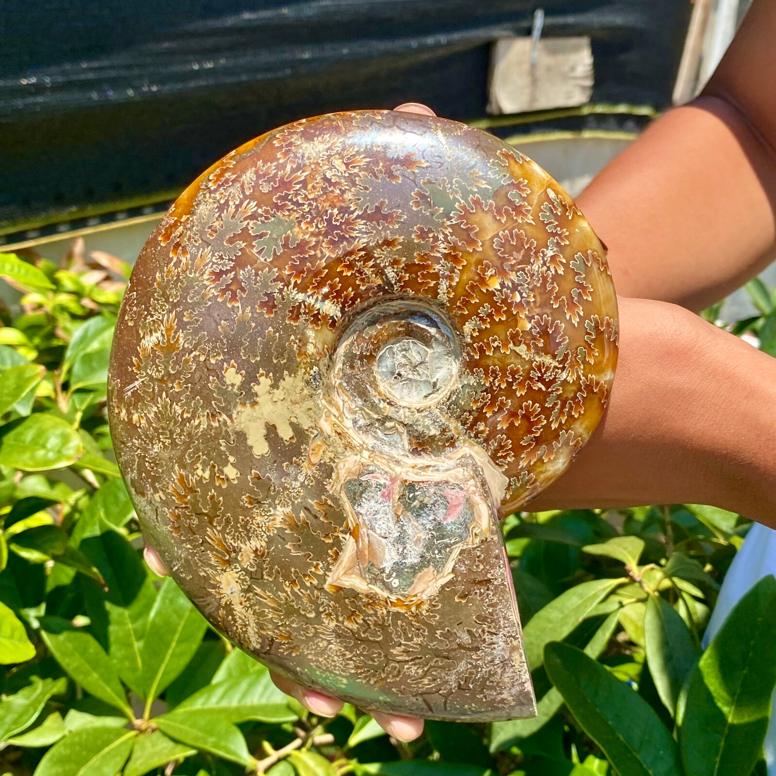 2.51LB Precious ammonite fossil shell specimen opaque yoga meditation energy
