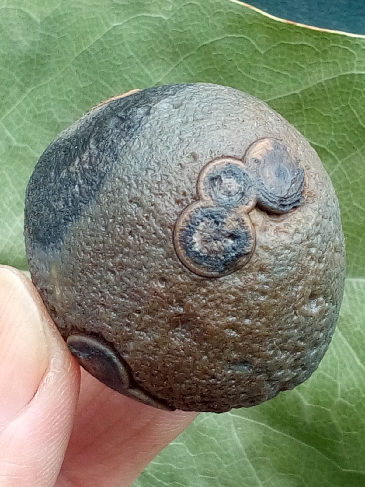 36mm Beautiful Natural GoBi agate eye agate stone collection