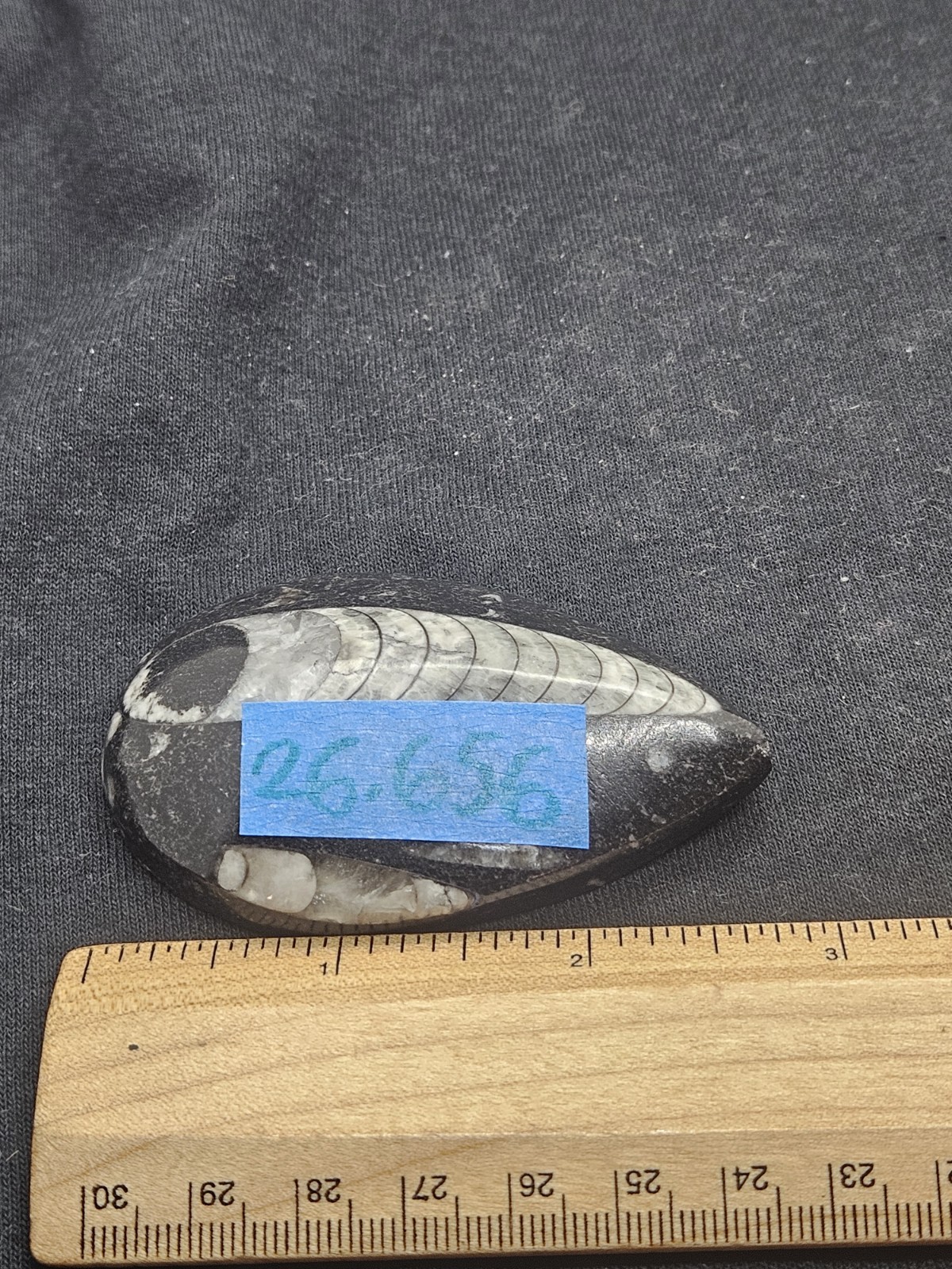 Polished Orthoceras Fossil Palm Stone – Morocco – Devonian Era Cephalopod