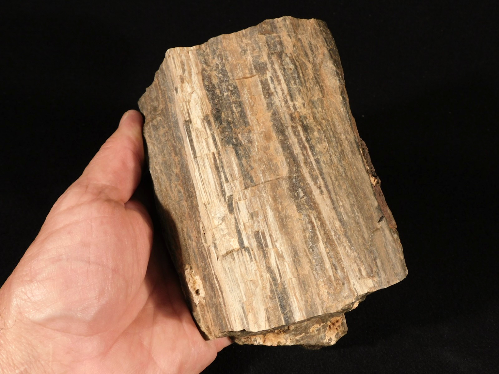 Well Defined BARK! Big 100% Natural Petrified Wood Fossil Jurassic Utah 1740gr