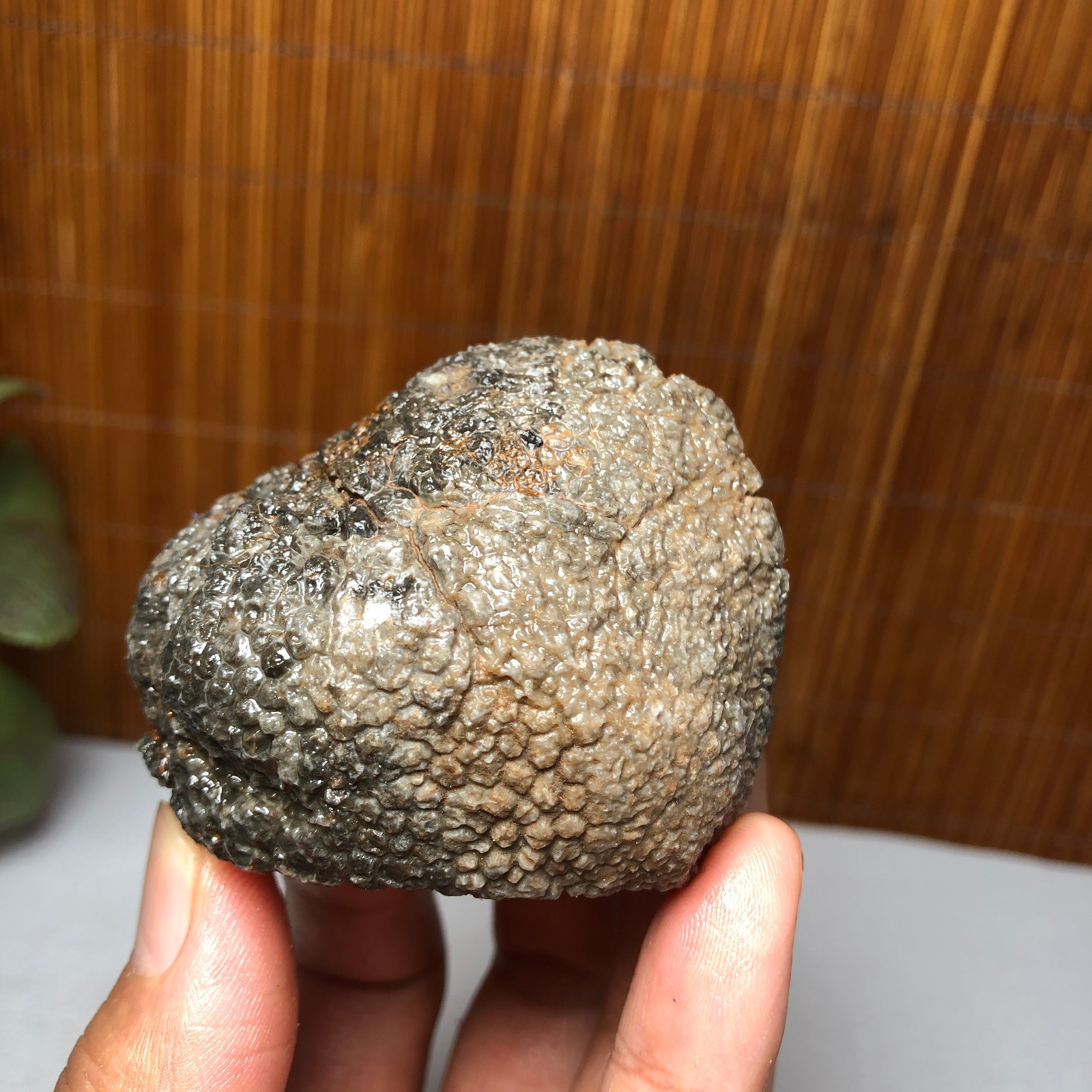 56mm Rare Rugose Coral Slab original Actinocyathus Morocco 133g A9418