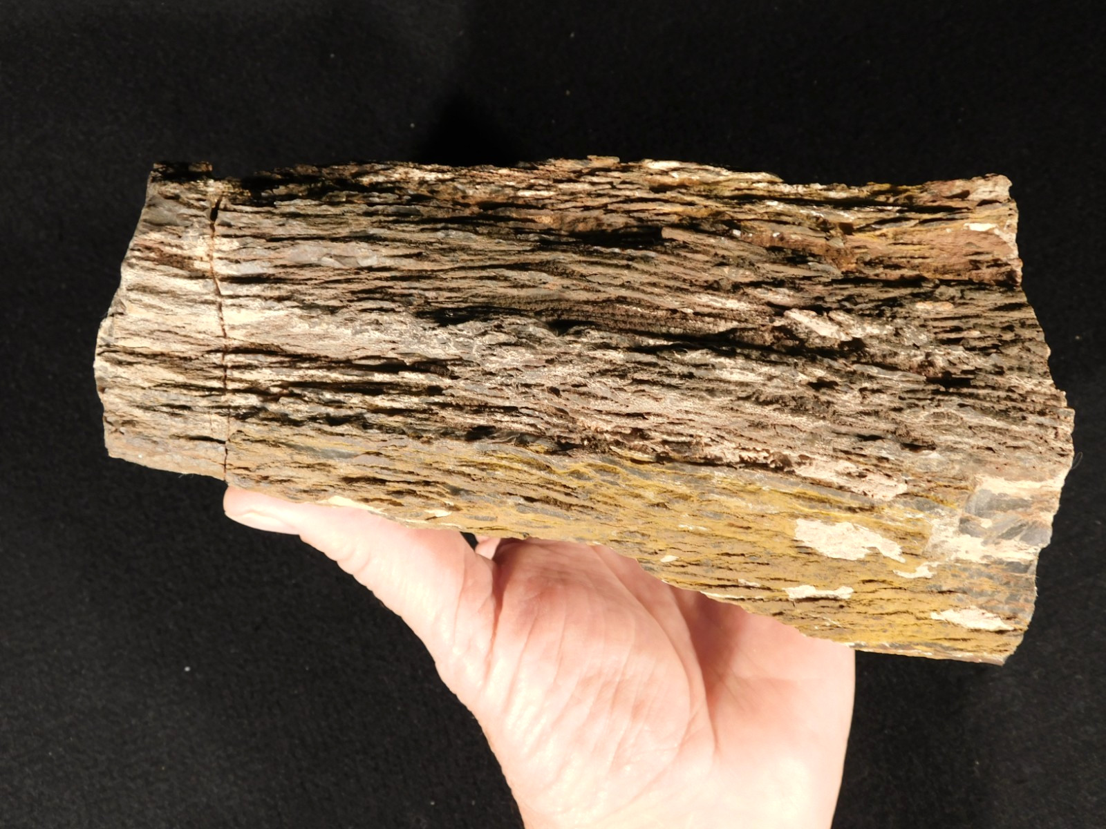 Larger! FERN PALM or CYCAD Fossil From Jurassic Utah! 100% Natural 2030gr