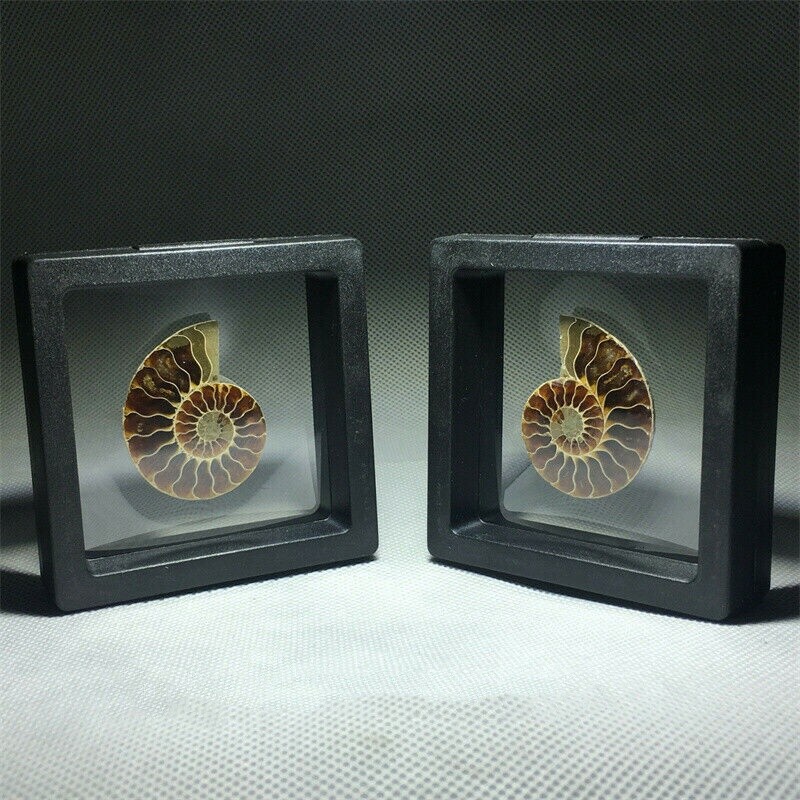 Natural Ammonite Fossil Shell Conch Specimen Crystal Healing Display Box 1pc