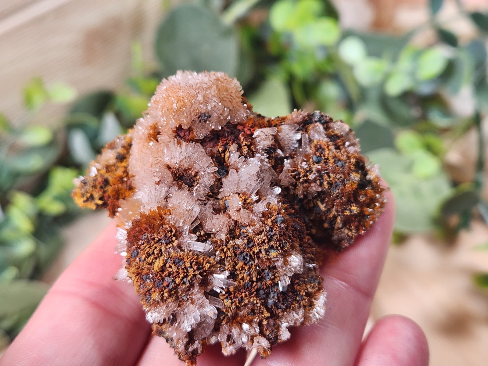 Hemimorphite on Matrix Ojuela Mine Mapimi Durango Mexico 65g Mineral Specimen
