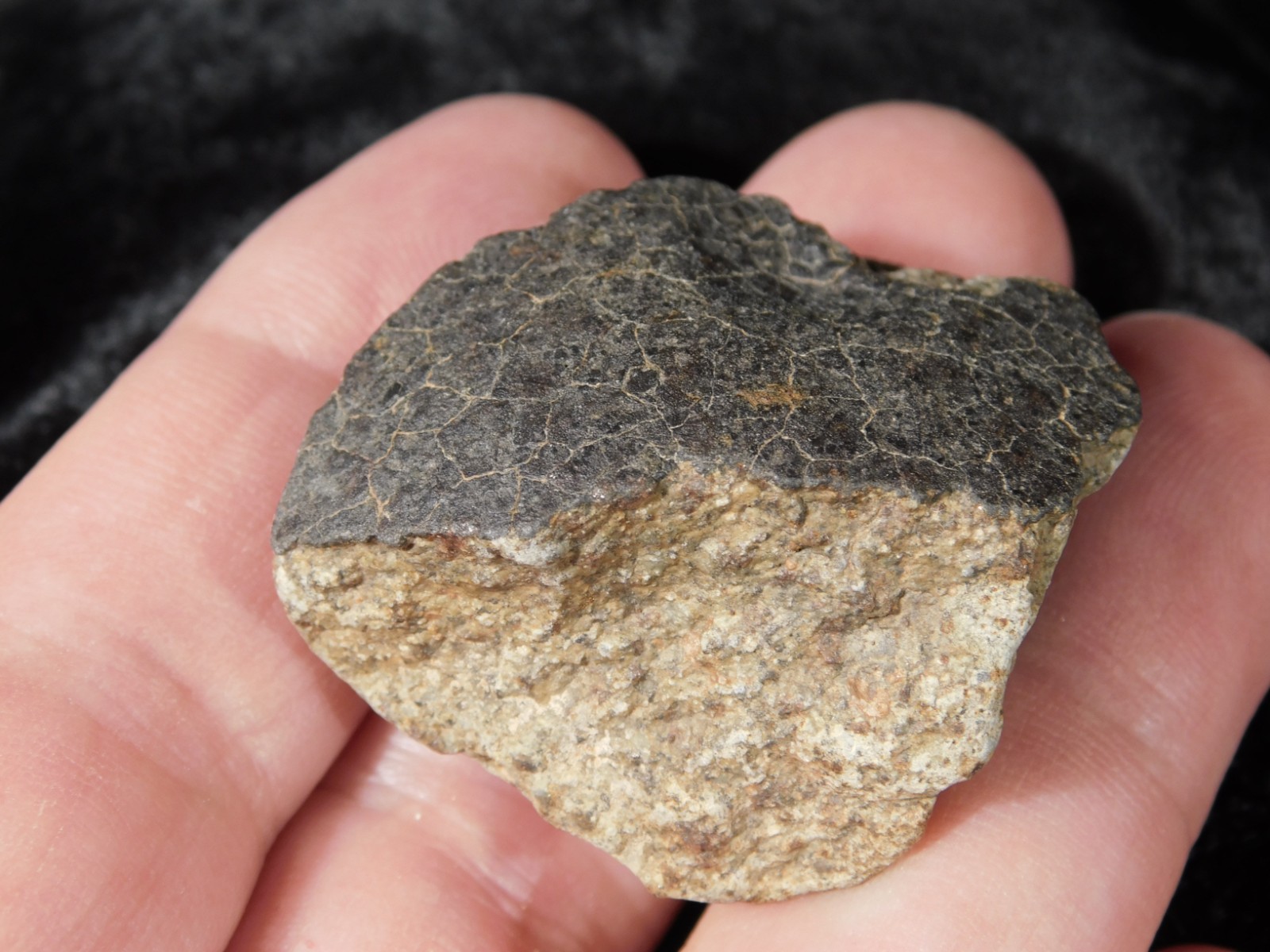 NWA 8245 METEORITE with DARK Fusion Crust & Contraction CRACKS Morocco 36.1gr
