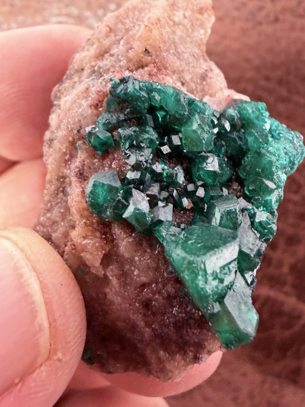 Emerald Green Dioptase Crystal Cluster from the Congo in Africa 22.6 g.