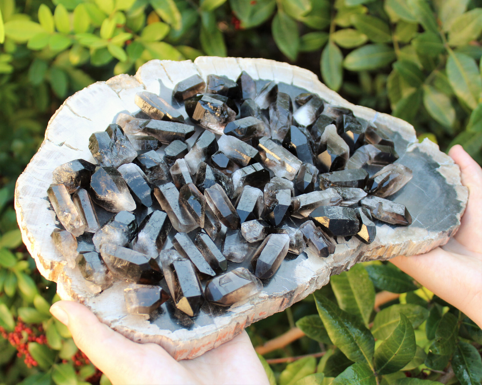 1/2 lb Bulk Smoky Quartz & Clear Quartz Crystal Collection Box (Natural Points)