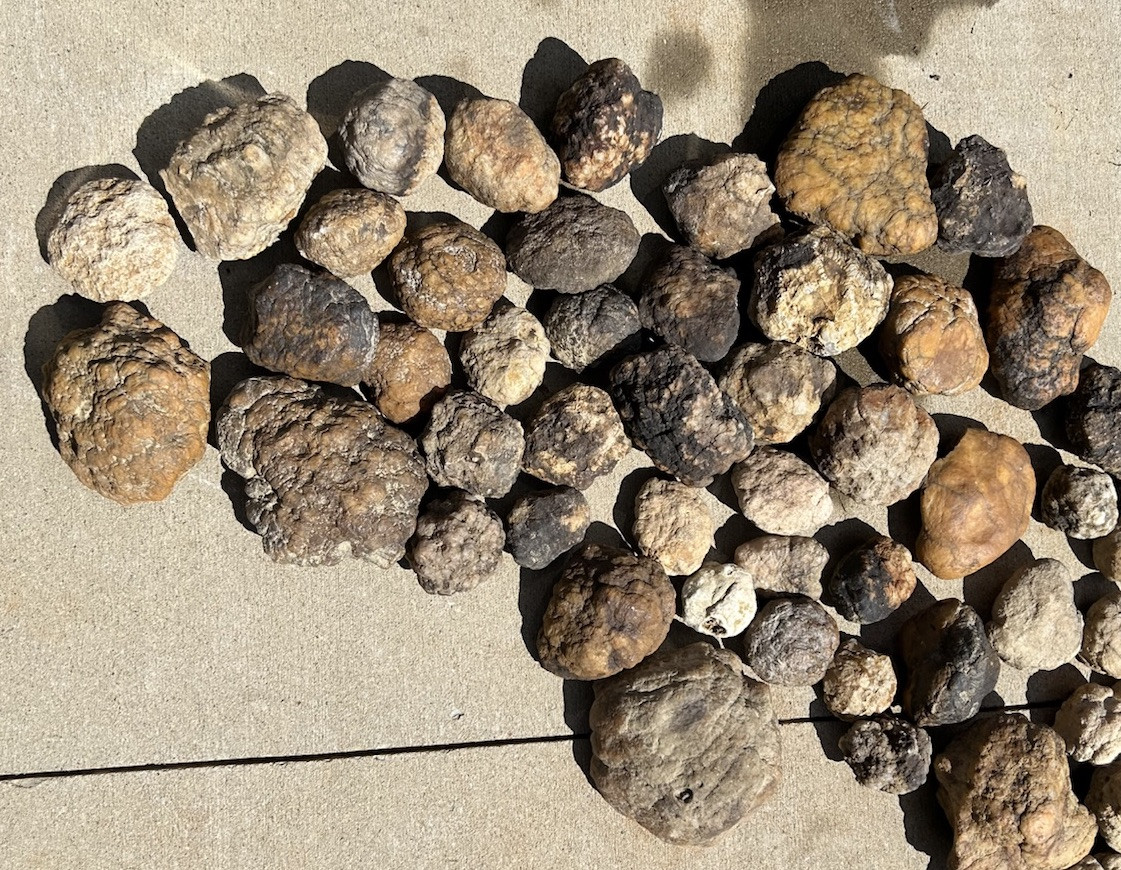2 Lbs Bulk Lot Unopened Geodes/Nodules Natural Solid, Semi Solid-Break Your Own