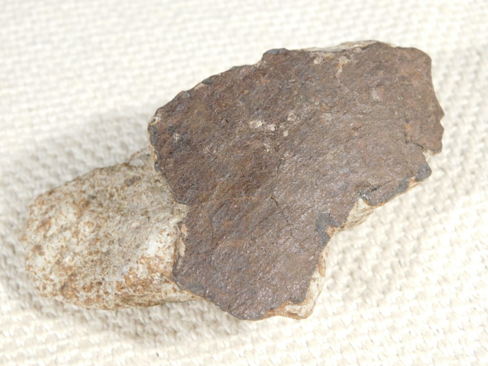 Larger! Classified NWA 8245 METEORITE 100% Natural! Erfoud, Morocco 184gr
