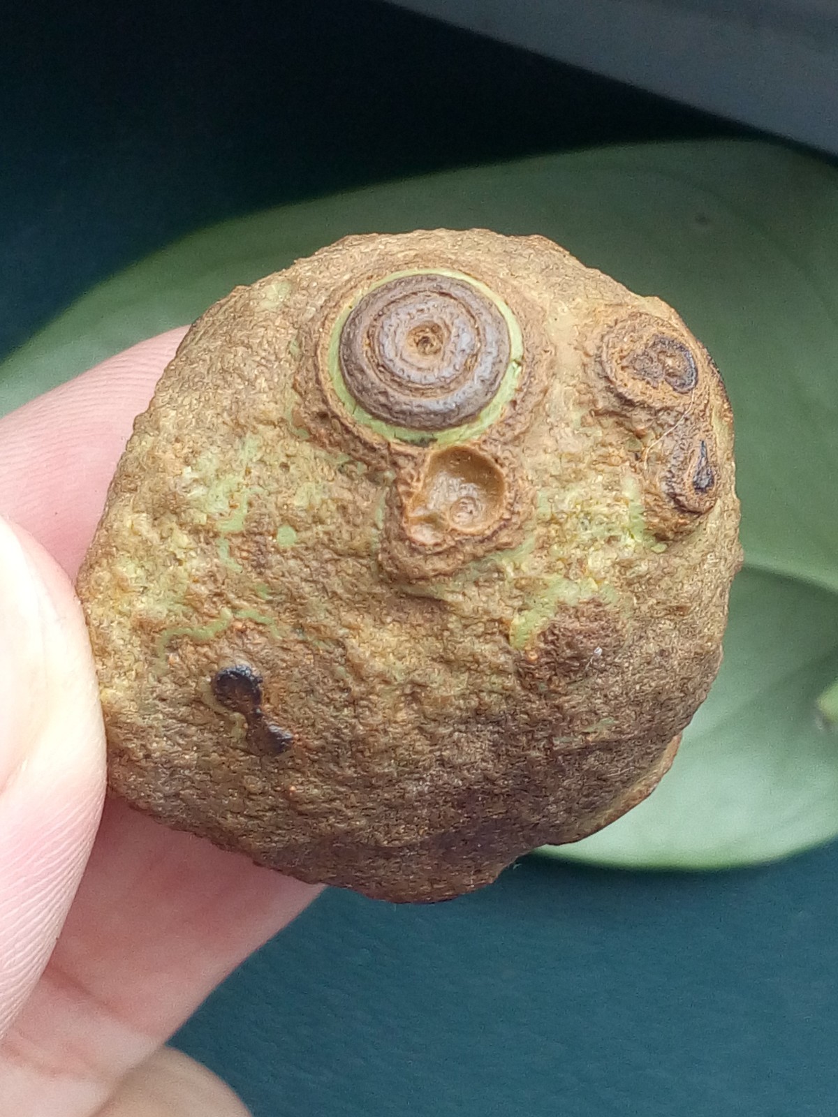 36mm/40g Natural Gobi agate eye agate stone collection